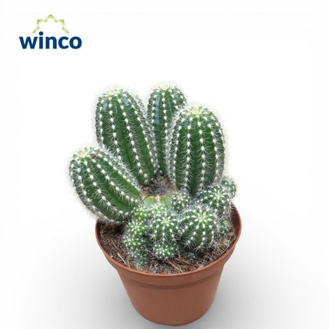Trichocereus huascha