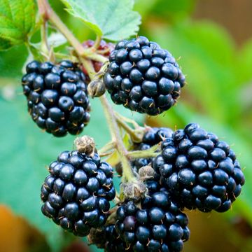 Rubus fruticosus 'Thornfree'