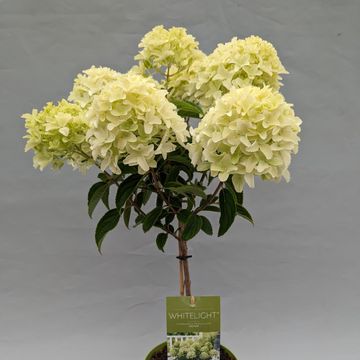 Hydrangea paniculata GARDENLIGHTS WHITELIGHT