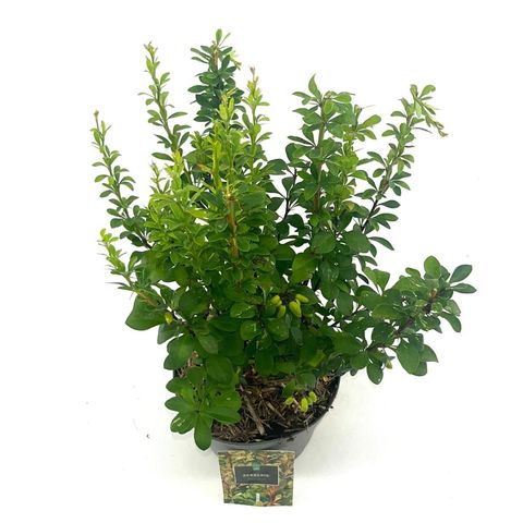 Berberis thunbergii 'Пау Вау'