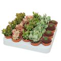 Succulents MIX