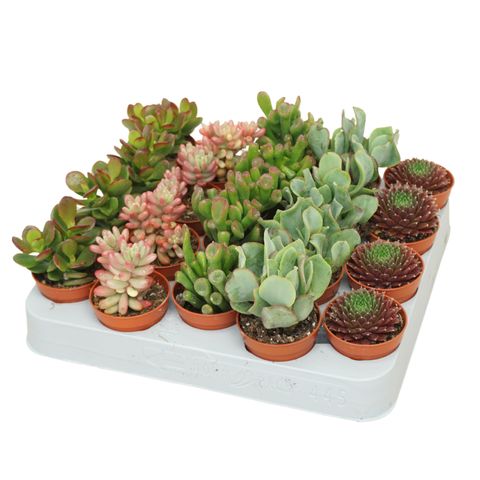 Succulents MIX