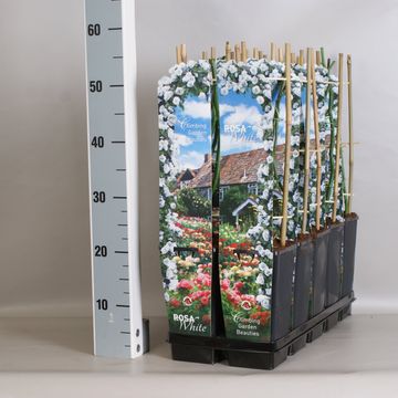 Rosa OLD ENGLISH GARDEN BEAUTIES MIX