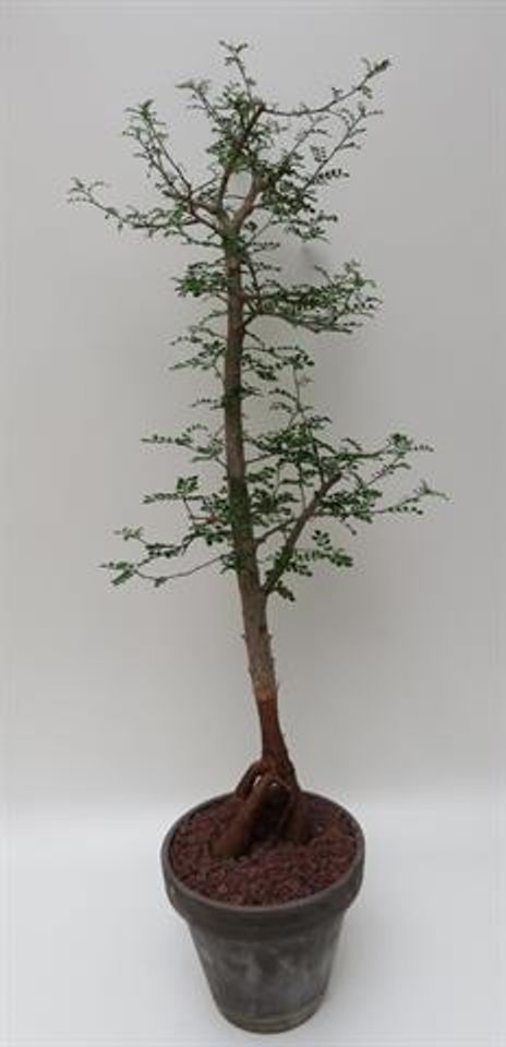 Operculicarya decaryi