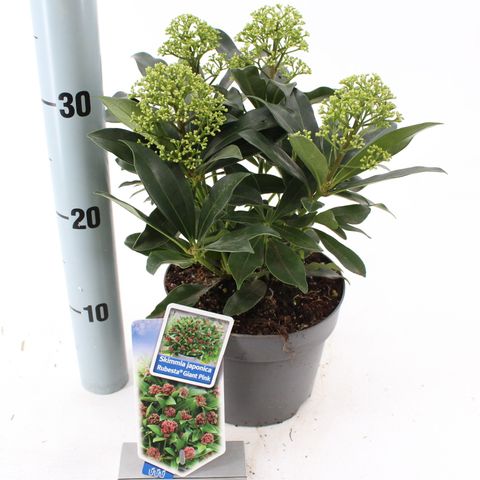 Skimmia japonica RUBESTA PINK GIANT