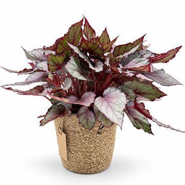 Begonia BELEAF MIX