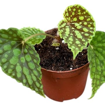Begonia chlorosticta