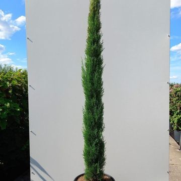 Cupressus sempervirens 'Pyramidalis'
