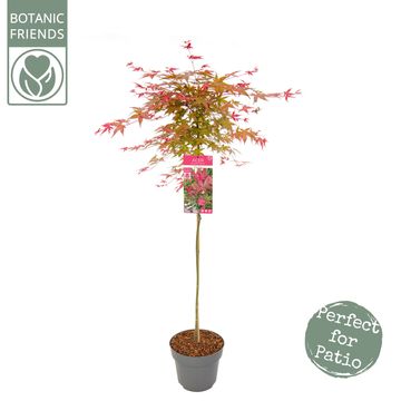 Acer palmatum 'Бени-майко'