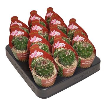 Echinofossulocactus multicostatus brevispinus