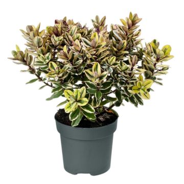 Hebe 'Tricolor'