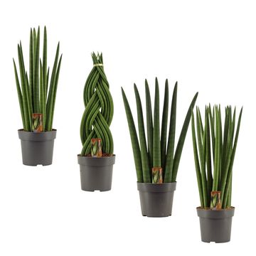 Sansevieria cylindrica MIX