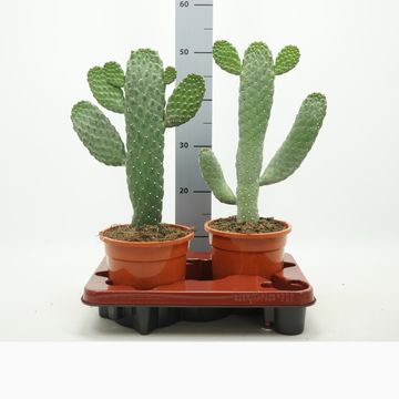 Opuntia consolea