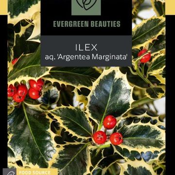 Ilex aquifolium 'Argentea Marginata'