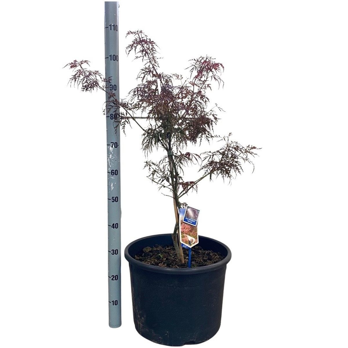 Acer Palmatum 'garnet' — Plant Wholesale Floraccess