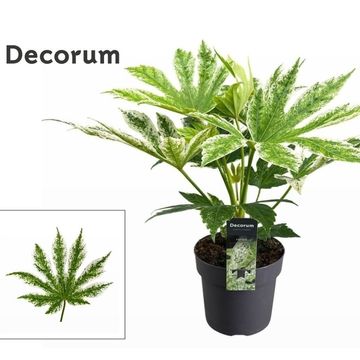 Fatsia japonica 'Spider's Web'