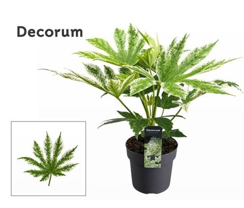 Fatsia japonica 'Spider's Web'