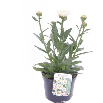 Leucanthemum WESTERN STAR WHITE DOUBLE CRUX