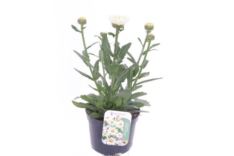 Leucanthemum WESTERN STAR WHITE DOUBLE CRUX