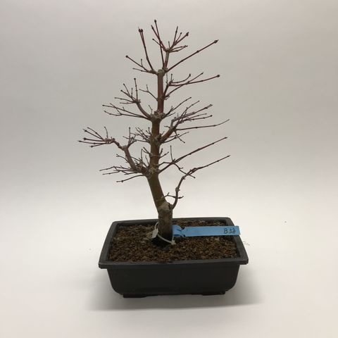 Acer palmatum 'Seigai'