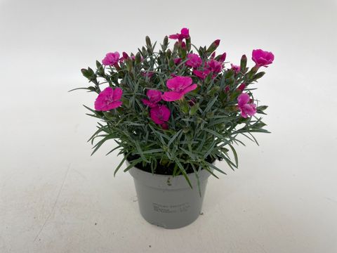 Dianthus DIANTICA MAGENTA