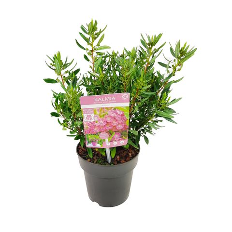 Kalmia angustifolia 'Rubra'