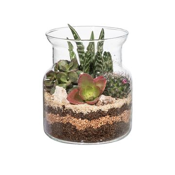 Arrangement Cactus / Succulent