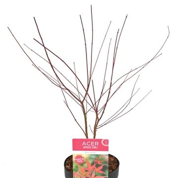 Acer palmatum 'Beni-maiko'
