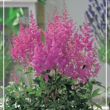 Astilbe 'Mainz'