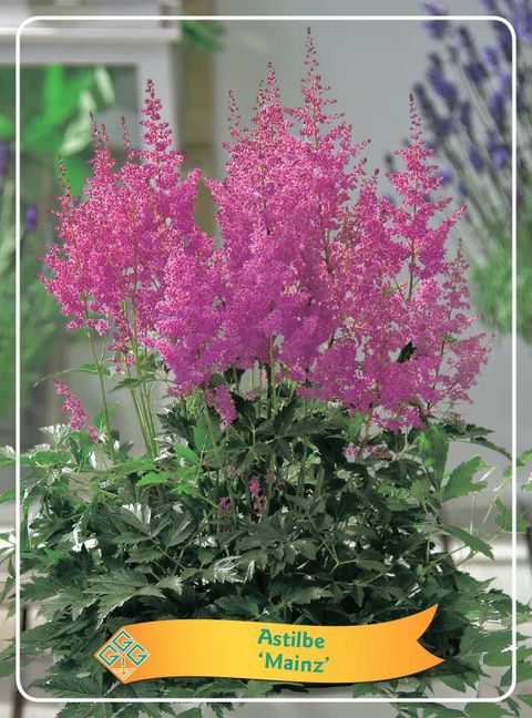 Astilbe 'Mainz'