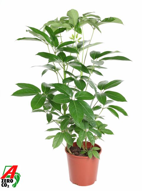 Schefflera actinophylla 'Amate'