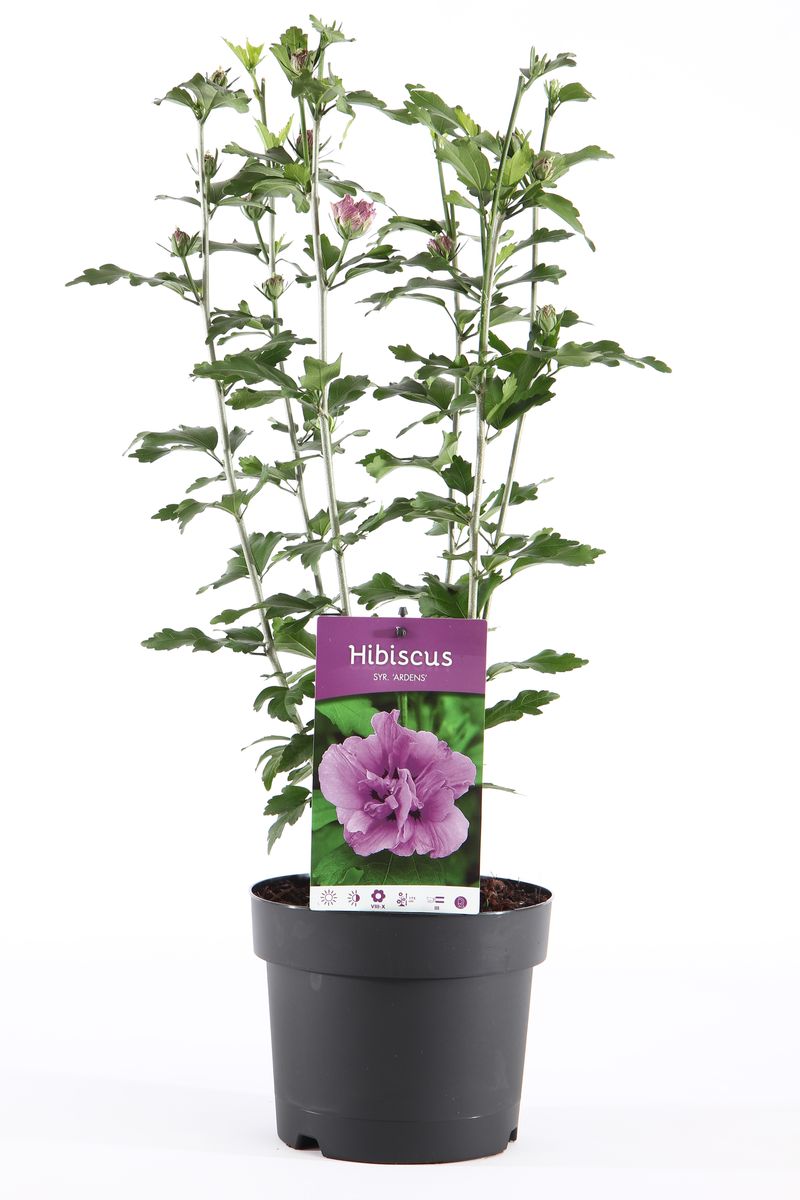 Hibiscus Syriacus Ardens — Plant Wholesale Floraccess