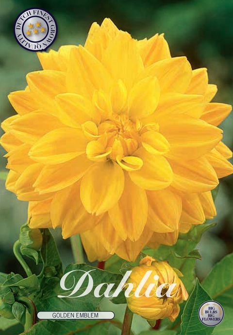 Dahlia 'Golden Emblem'