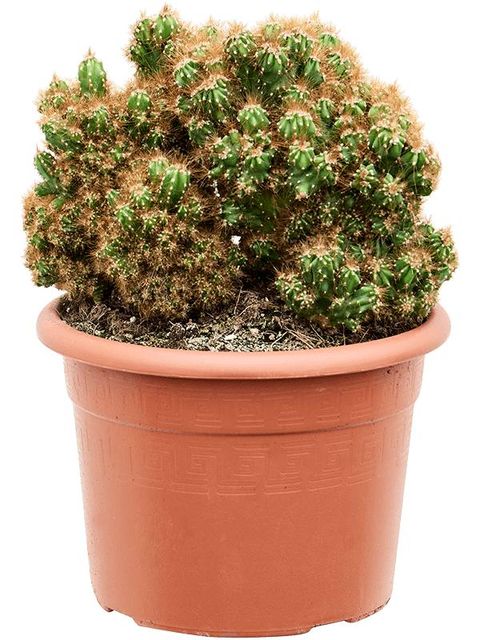 Cereus peruvianus monstrosus