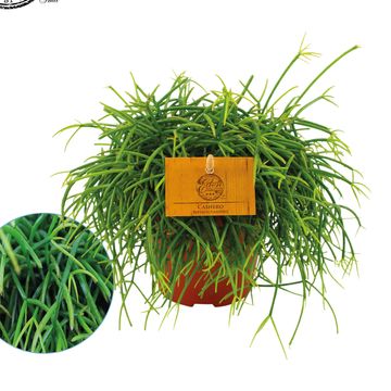 Rhipsalis CASHERO