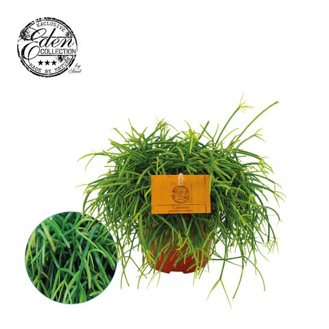 Rhipsalis CASHERO