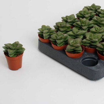 Crassula 'Springtime'