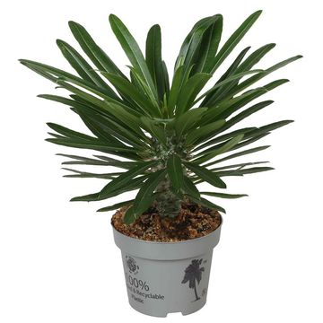 Pachypodium lamerei