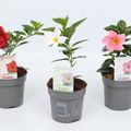 Mandevilla RIO MIX