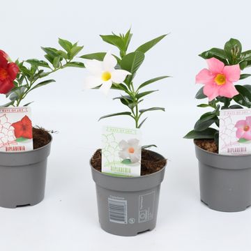 Mandevilla RIO MIX