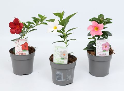 Mandevilla RIO MIX