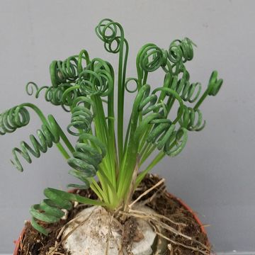 Albuca spiralis