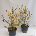 Forsythia 'Goldrausch'