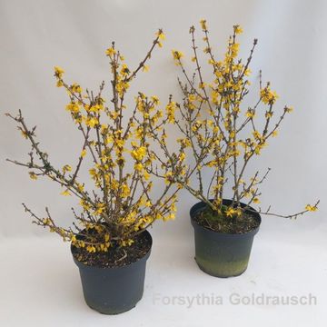 Forsythia 'Goldrausch'