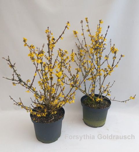 Forsythia 'Goldrausch'
