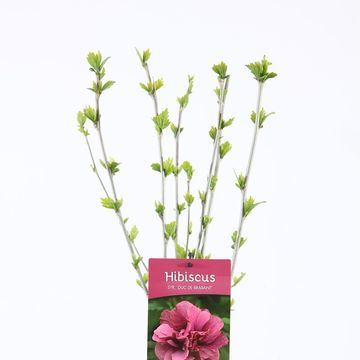 Hibiscus syriacus PURPLE RUFFLES