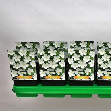 Geranium sanguineum 'Album'