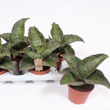 Sansevieria 'Dragon Wing'