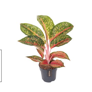 Aglaonema 'Lychee Red'
