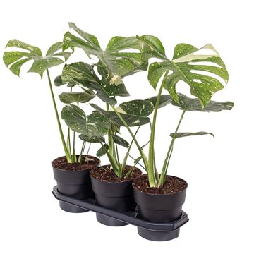 Monstera 'Thai Constellation'